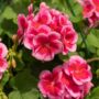 Geranium – Calliope Large Rose Mega Splash – 10″ Hanging Basket